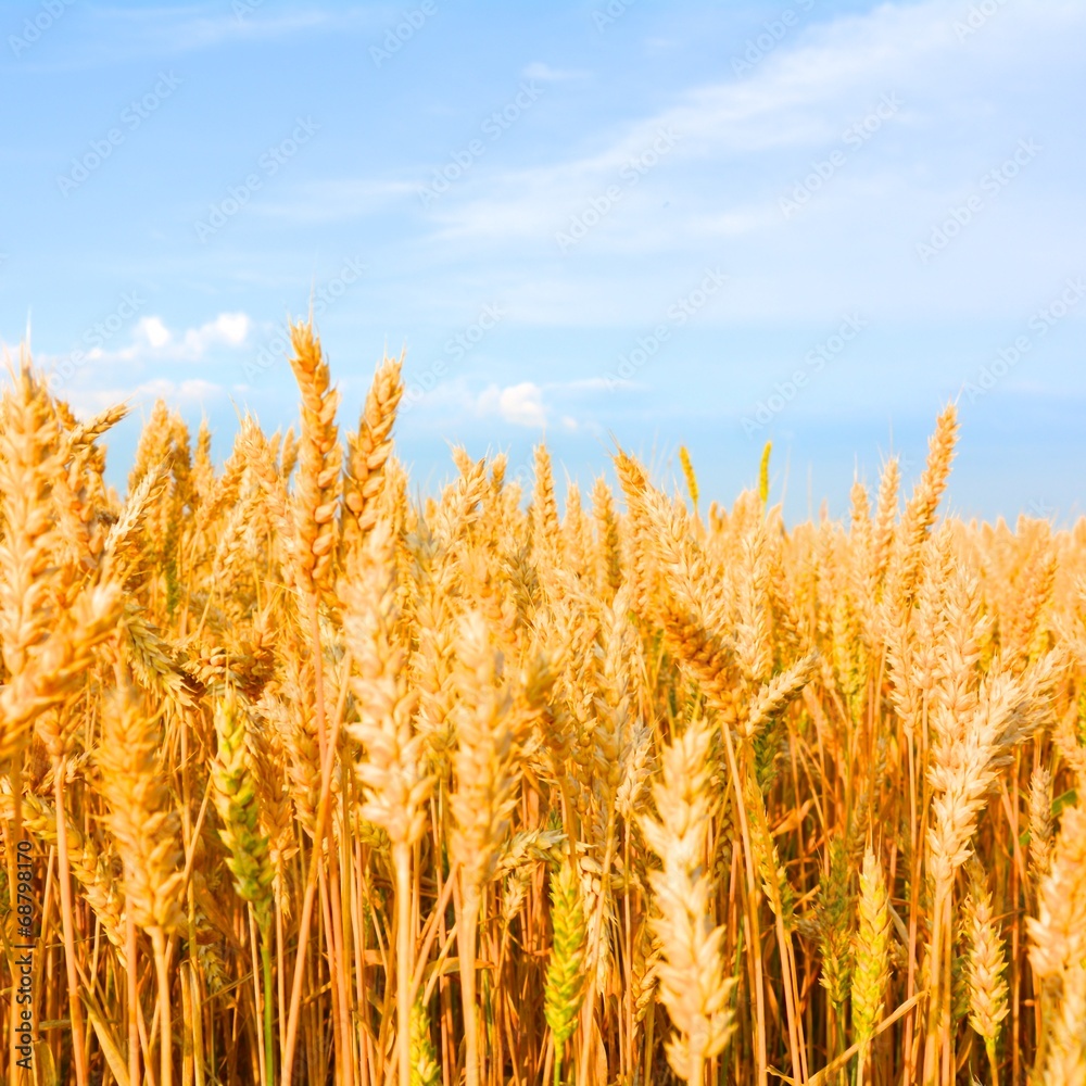 Fototapeta premium Kornfeld bei schönem Wetter