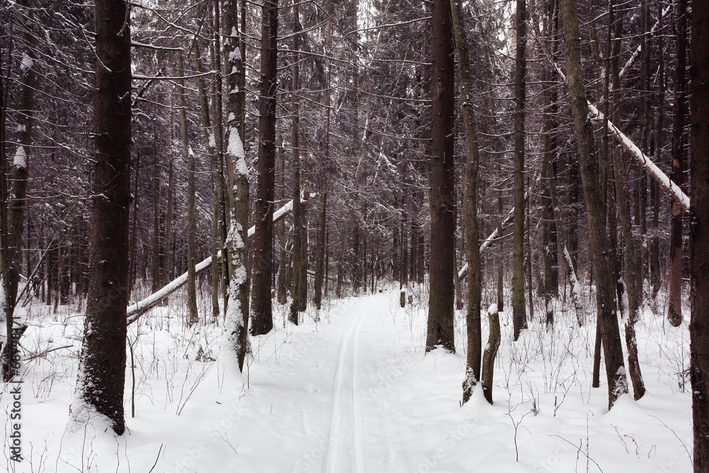 trails in the winter woods trails in the winter woods