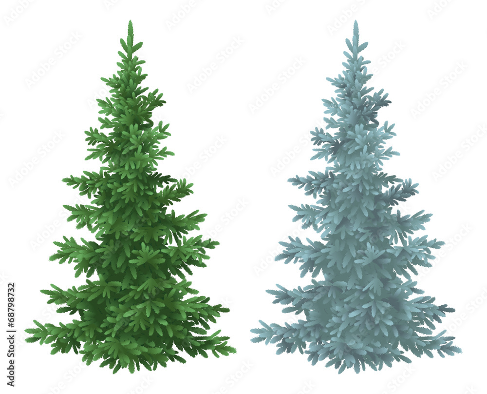 Christmas green and blue spruce fir trees