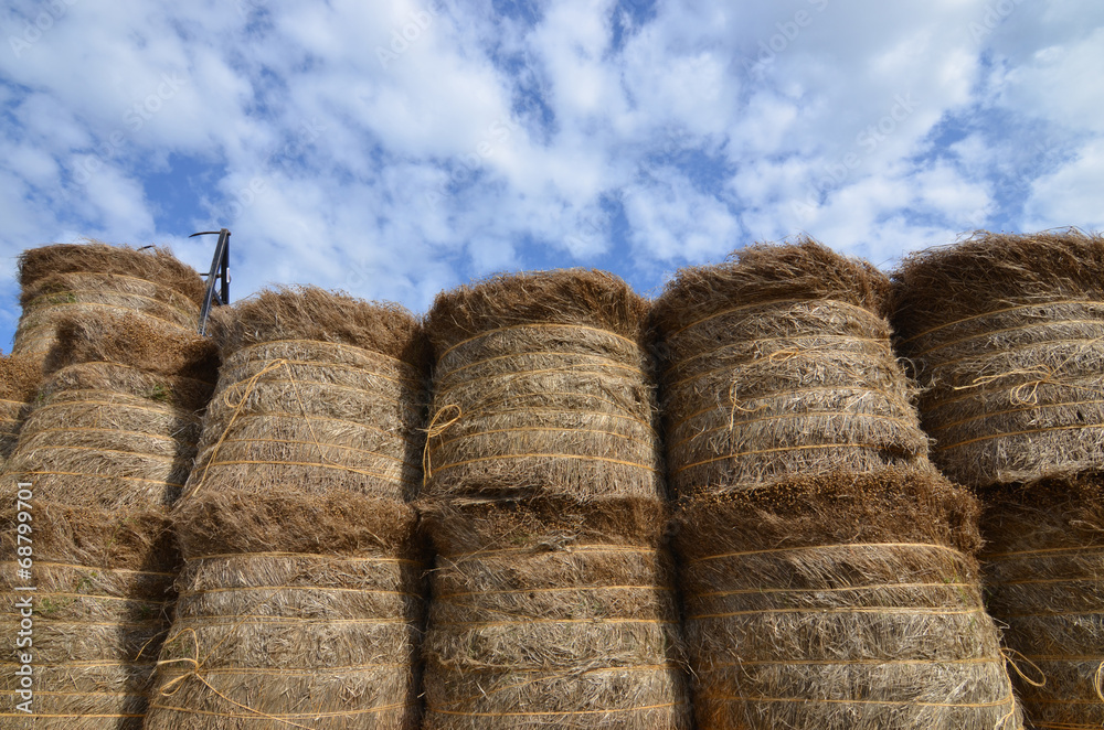 Naklejka premium récolte du lin