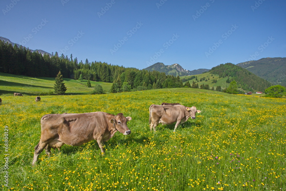 Allgäu, Kühe weiden auf blumenbestandener Bergwiese