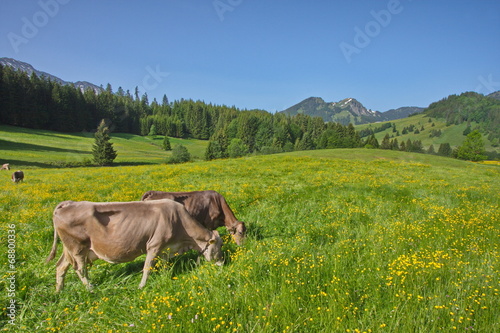 Allgäu, Kühe weiden auf blumenbestandener Bergwiese photo