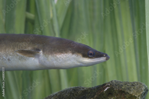 Canvastavla European Eel, Anguilla Anguilla,