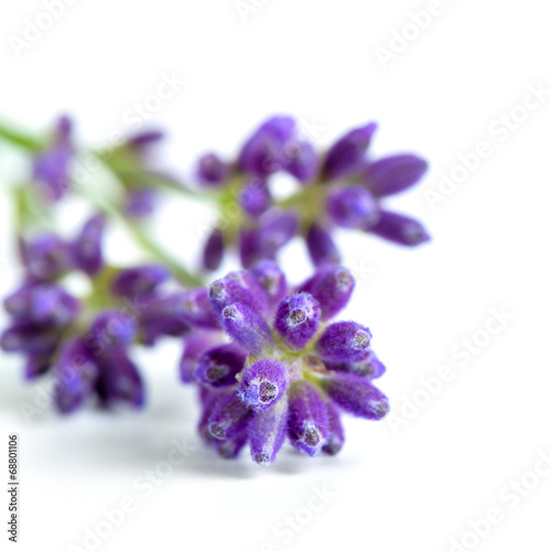 Lavender Flowers © Bozena Fulawka