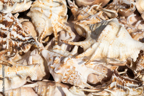 Seashells at market.