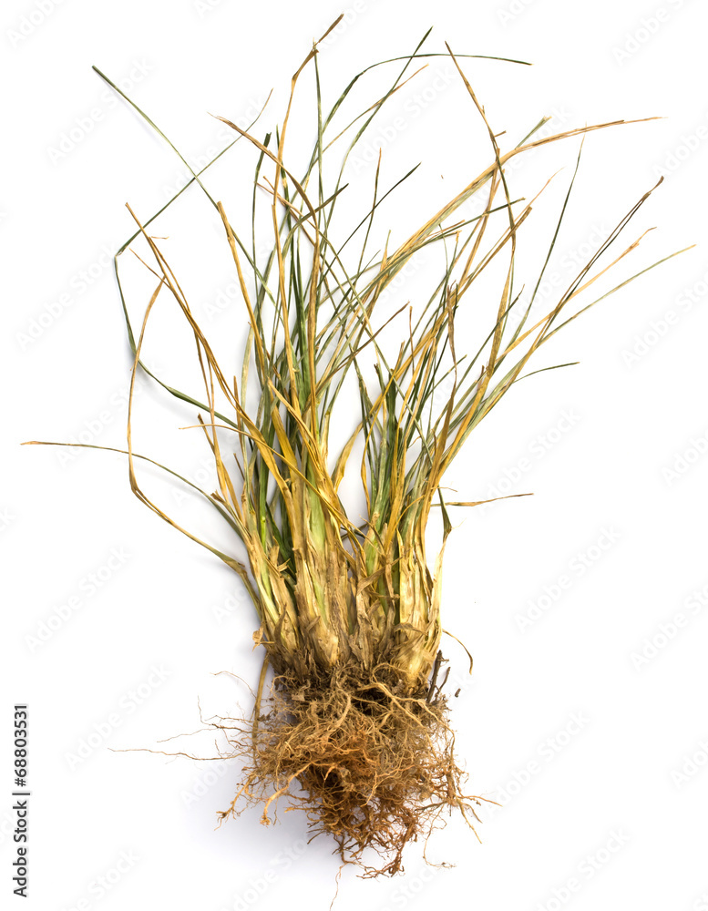 Obraz premium dry grass on white