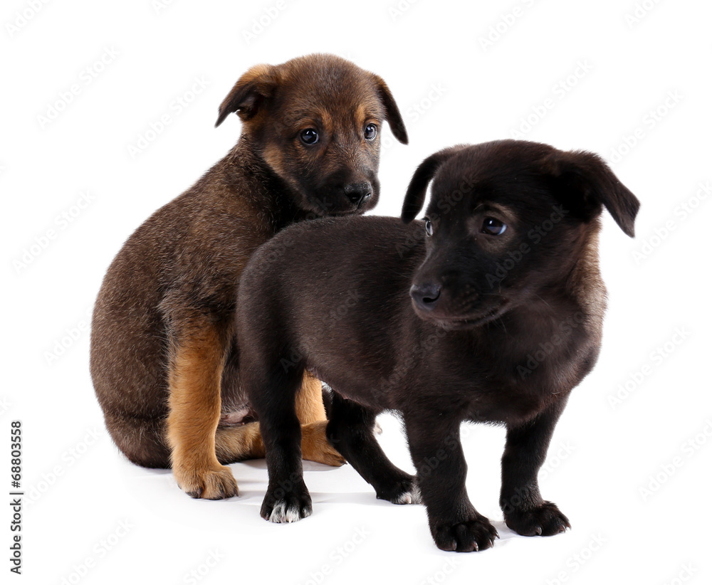 Two funny puppies isolated on white