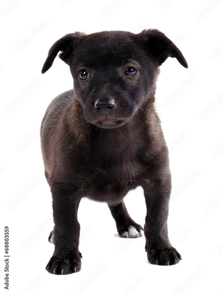 Funny puppy isolated on white