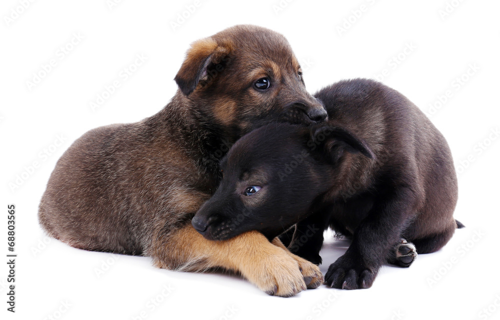 Two funny puppies isolated on white Two funny puppies isolated on white