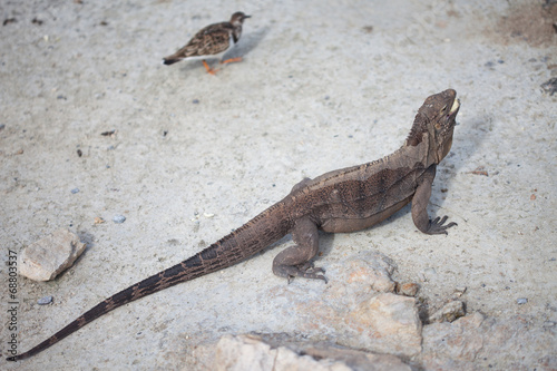 Marine iguana