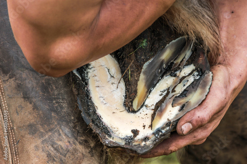 Horses hoof being prepared for shoeing