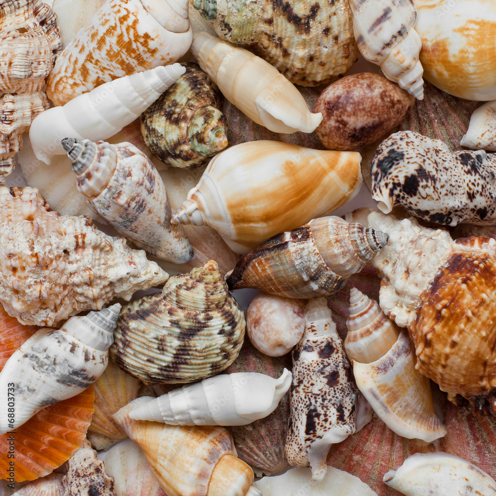 Sea shells in the background Sea shells in the background