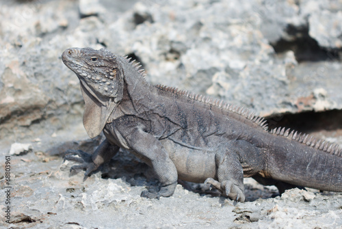 Marine iguana