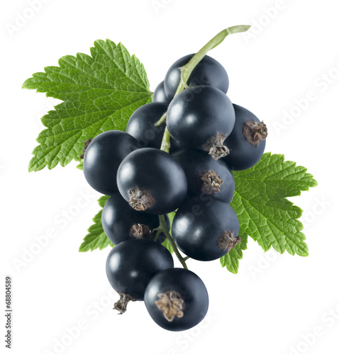 Black currant 2 with leaf isolated on white background