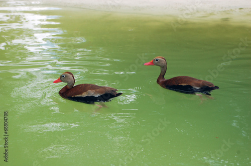 Red Billed Whistling Duck