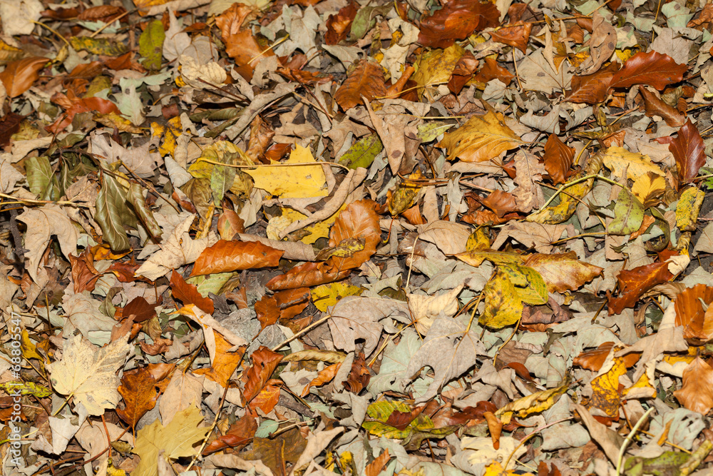impression of leaves and autumn colors impression of leaves and autumn colors