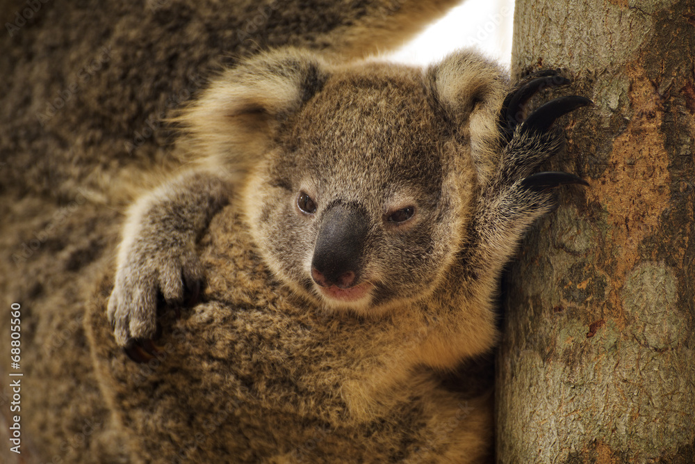 Fototapeta premium Close up cute Koala