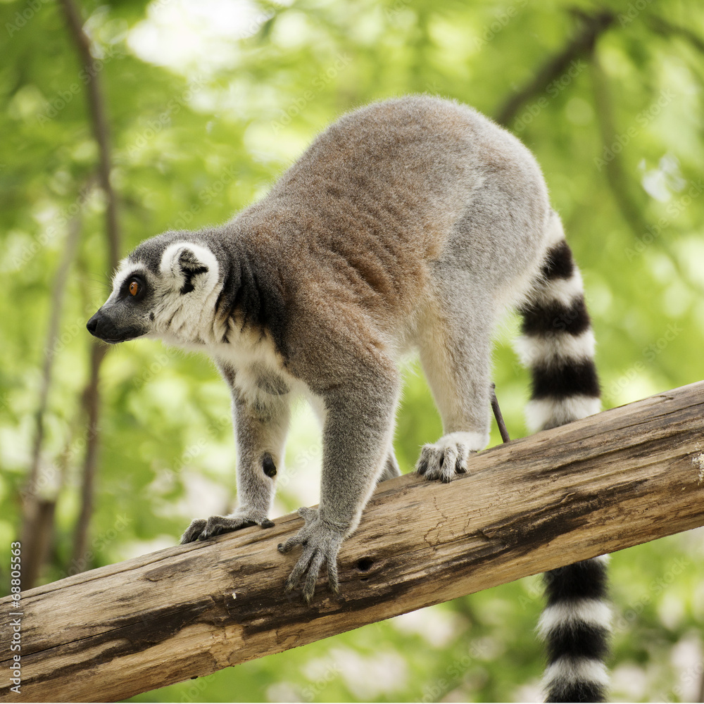 Fototapeta premium Ring-tailed lemur