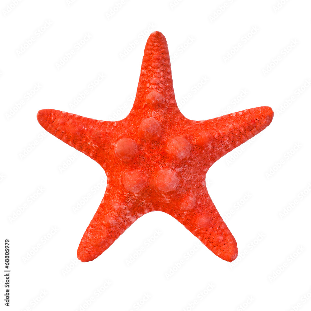Starfish isolated on white Starfish isolated on white