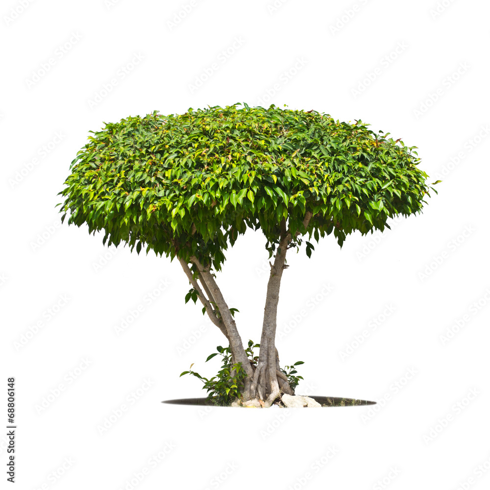 Naklejka premium Tree isolate on a white background