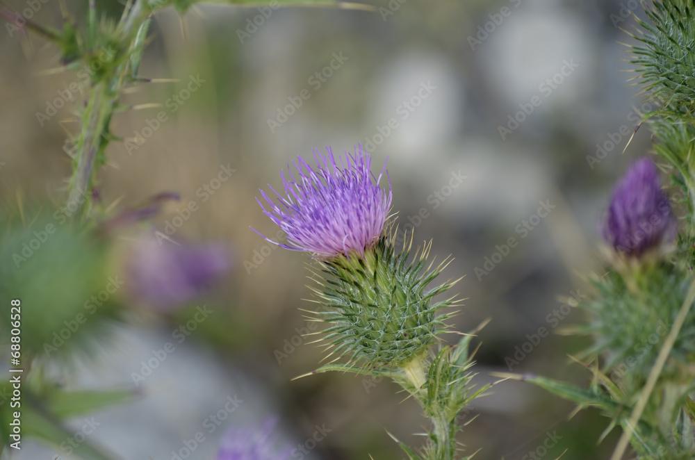 Flor de cardo Flor de cardo