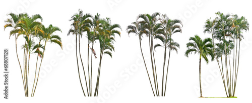 Palm tree on a white background