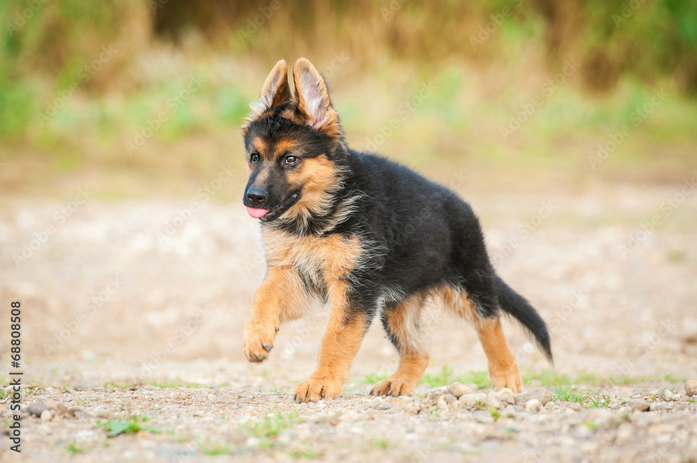 German shepherd puppy running on the beach German shepherd puppy running on the beach