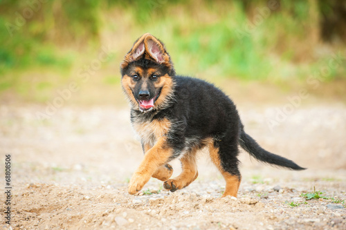 German shepherd puppy running on the beach