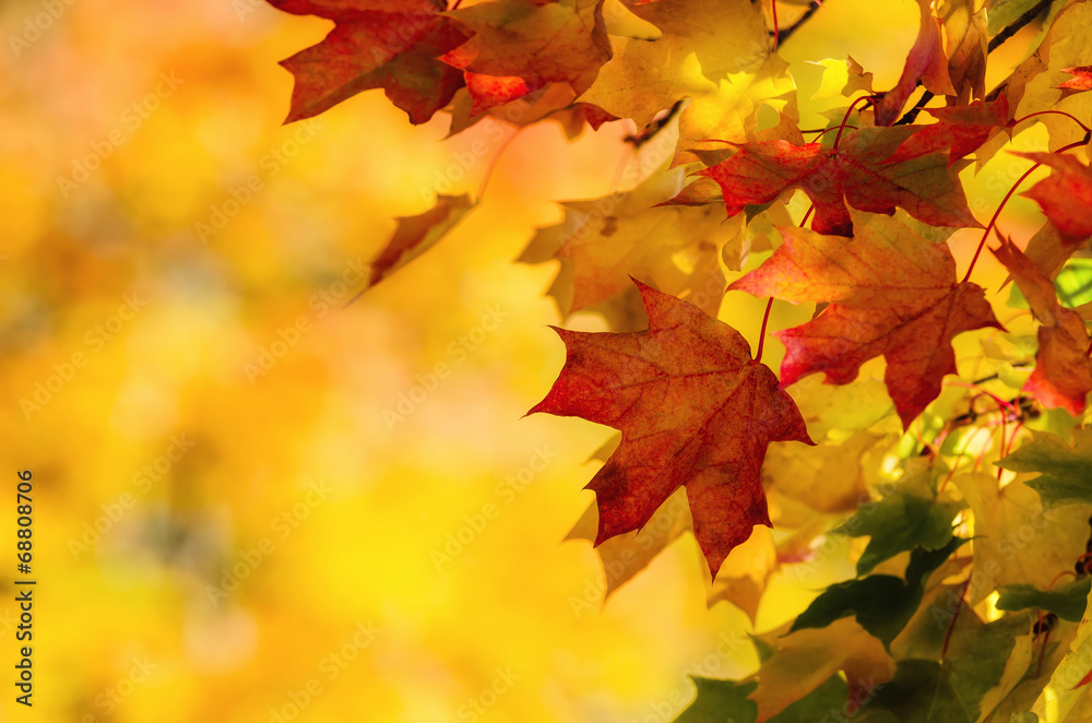Colorful autumn maple leaves on a tree branch - obrazy, fototapety, plakaty 