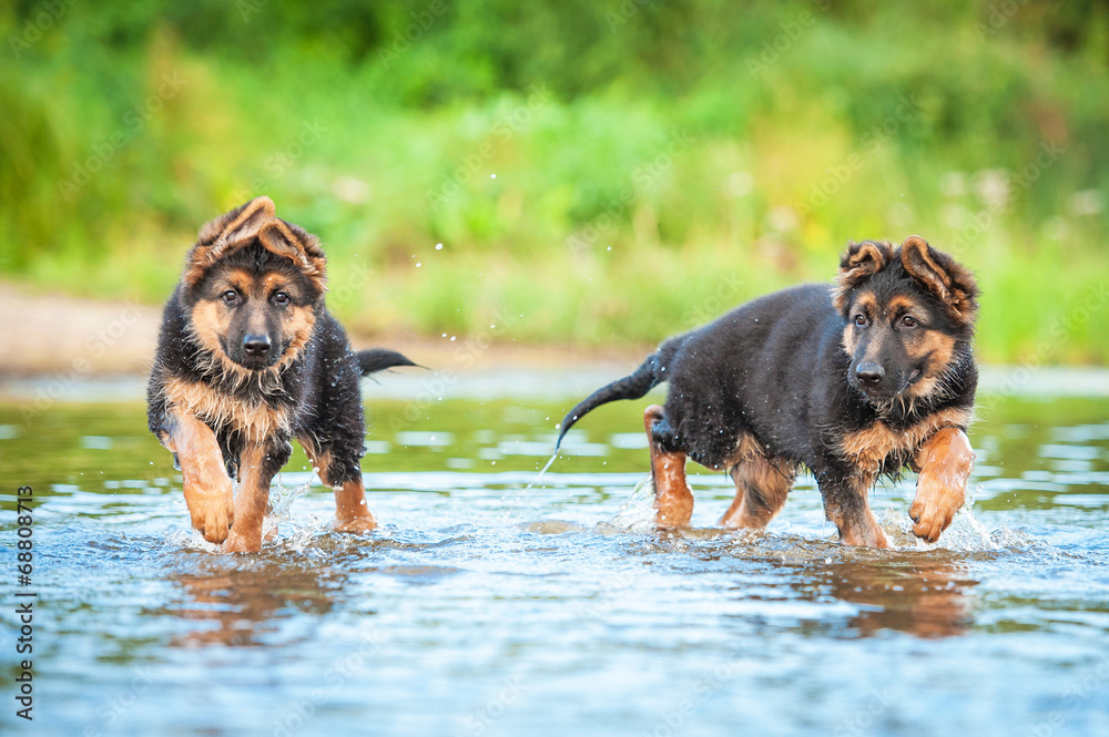 German shepherds and store water