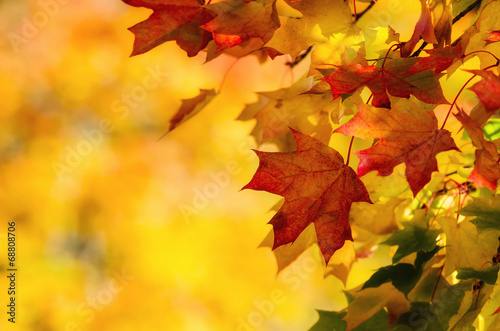 Vászonkép Colorful autumn maple leaves on a tree branch