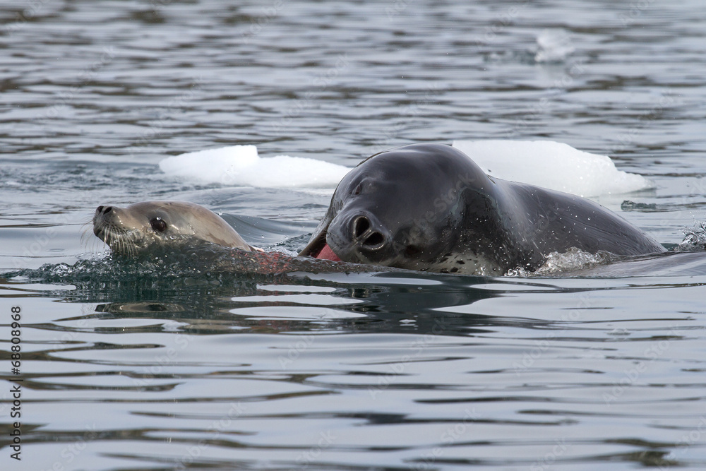 Fototapeta premium leopard seal attacking a young crabeater seal
