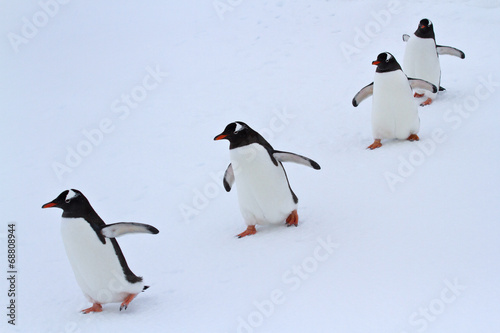 Gentoo penguin group walking in the snow Antarctic islands