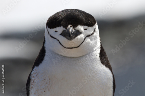 portrait of Antarctic penguin Chinstrap or Antarctic summer day