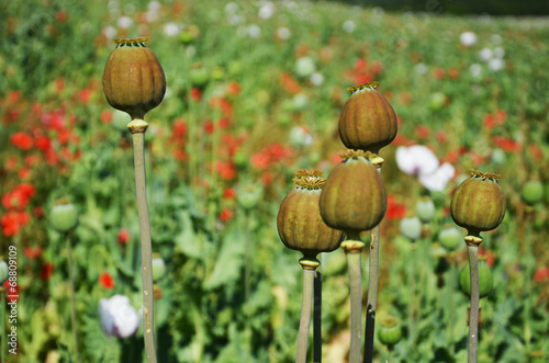 green brown poppy seed pods photo