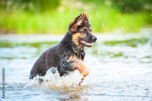German shepherd puppy running in water © Rita Kochmarjova