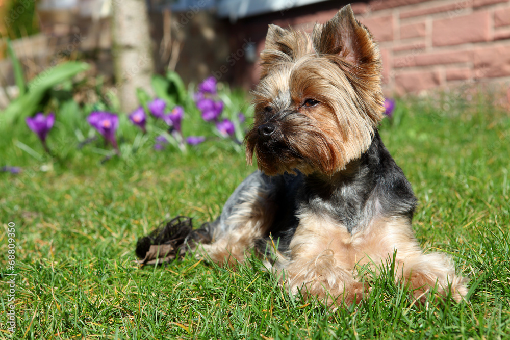 Cute Yorkshire Terrier Dog laying in the yard. Cute Yorkshire Terrier Dog laying in the yard.