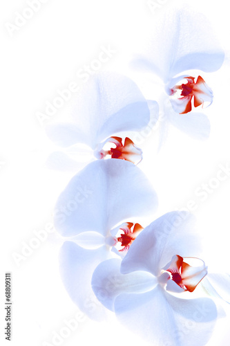Fototapeta Naklejka Na Ścianę i Meble -  orchid isolated on white background