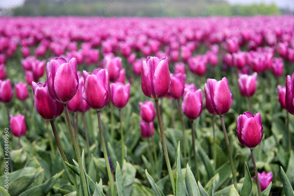 Field of beautiful purple tulips in full bloom, The Netherlands