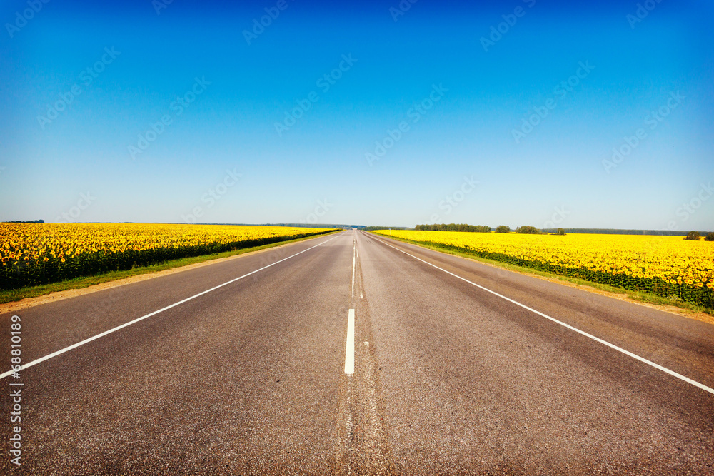 Fototapeta premium sunflower field on background blue sky