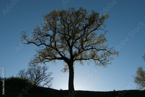 Bild auf Leinwand arbol