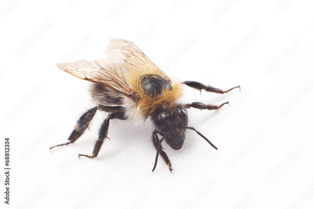 Bumblebee isolated on white - obrazy, fototapety, plakaty 