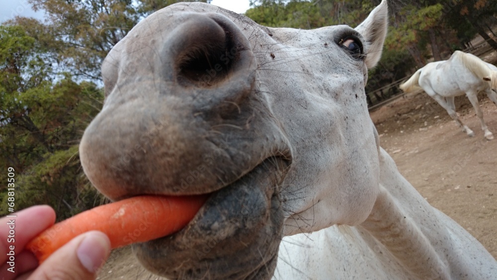 Caballo comiendo zanahoria