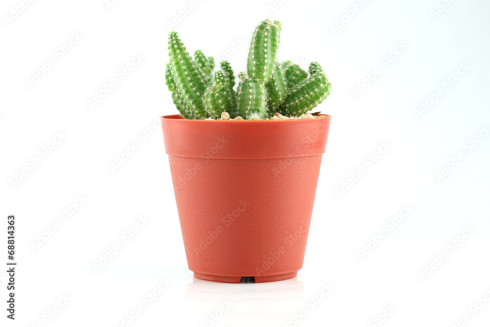 cactus in flower pot. cactus in flower pot.