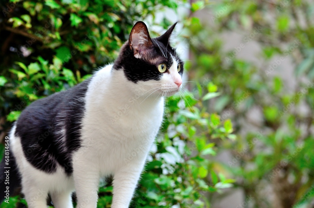 猫 猫