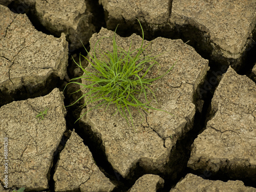 young green grass on the cracky soil
