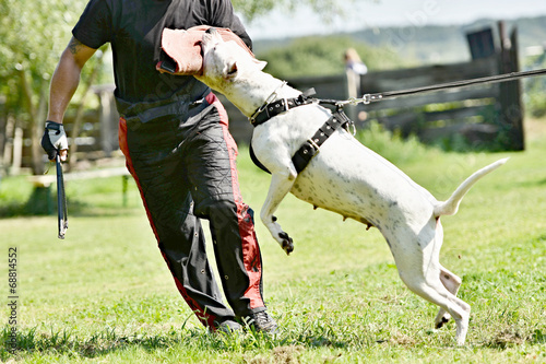 Fototapeta Naklejka Na Ścianę i Meble -  dogo argentino