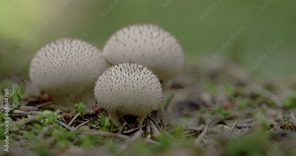 Two white warted puffball mushroom Sony FS700 Odyssey 7Q 4K Two white warted puffball mushroom Sony FS700 Odyssey 7Q 4K