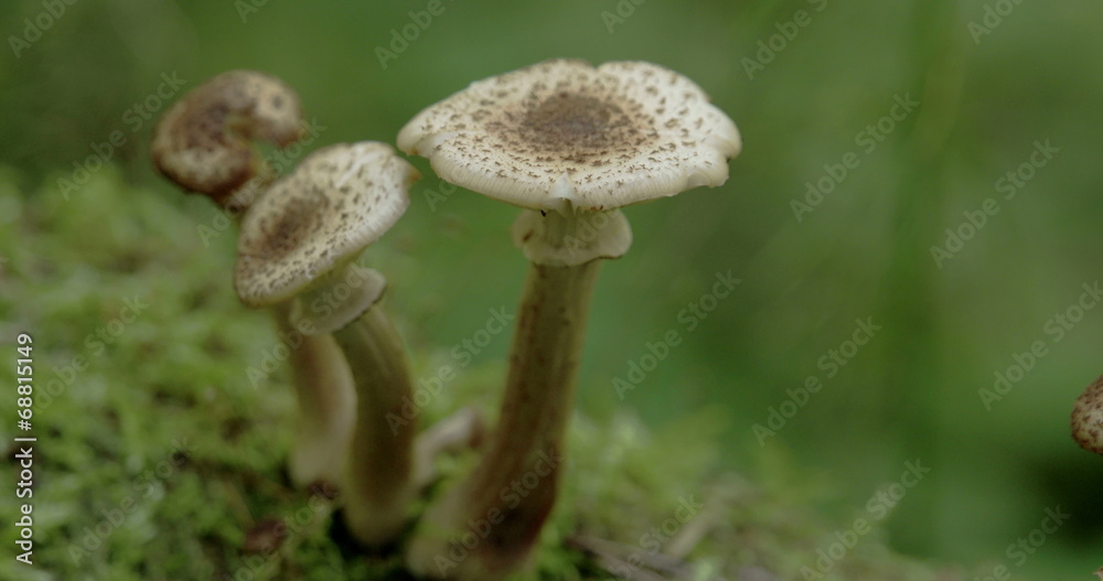 Three white brown-warted mushrooms Sony FS700 Odyssey 7Q 4K Three white brown-warted mushrooms Sony FS700 Odyssey 7Q 4K