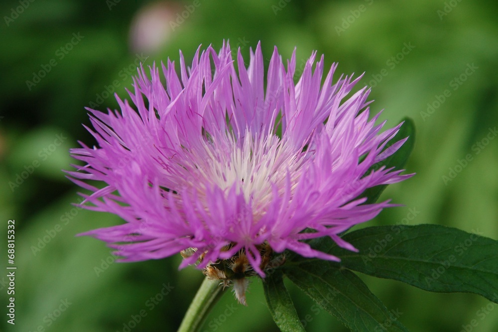 Rosa Bergflockenblume Wildblume Rosa Bergflockenblume Wildblume